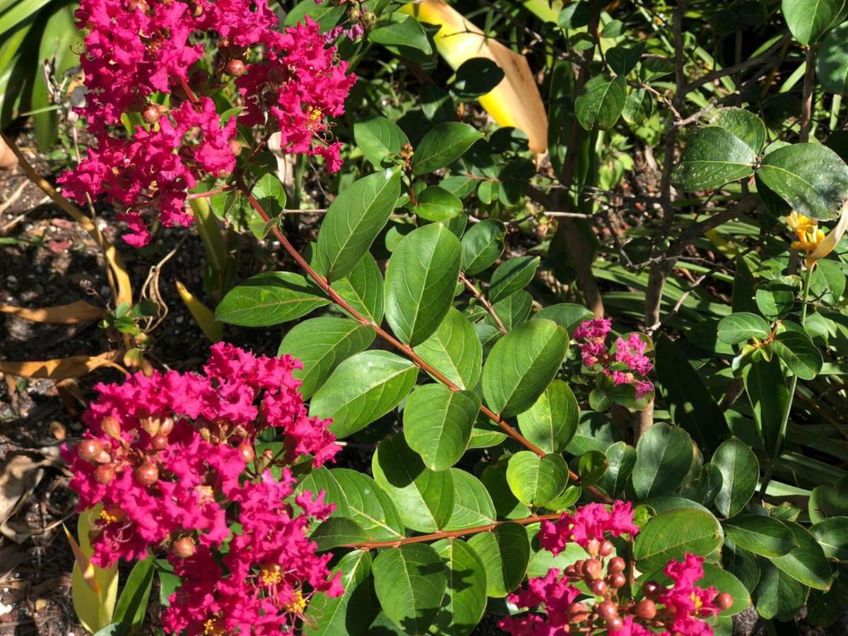 Private Suite next to Calle Ocho - 4