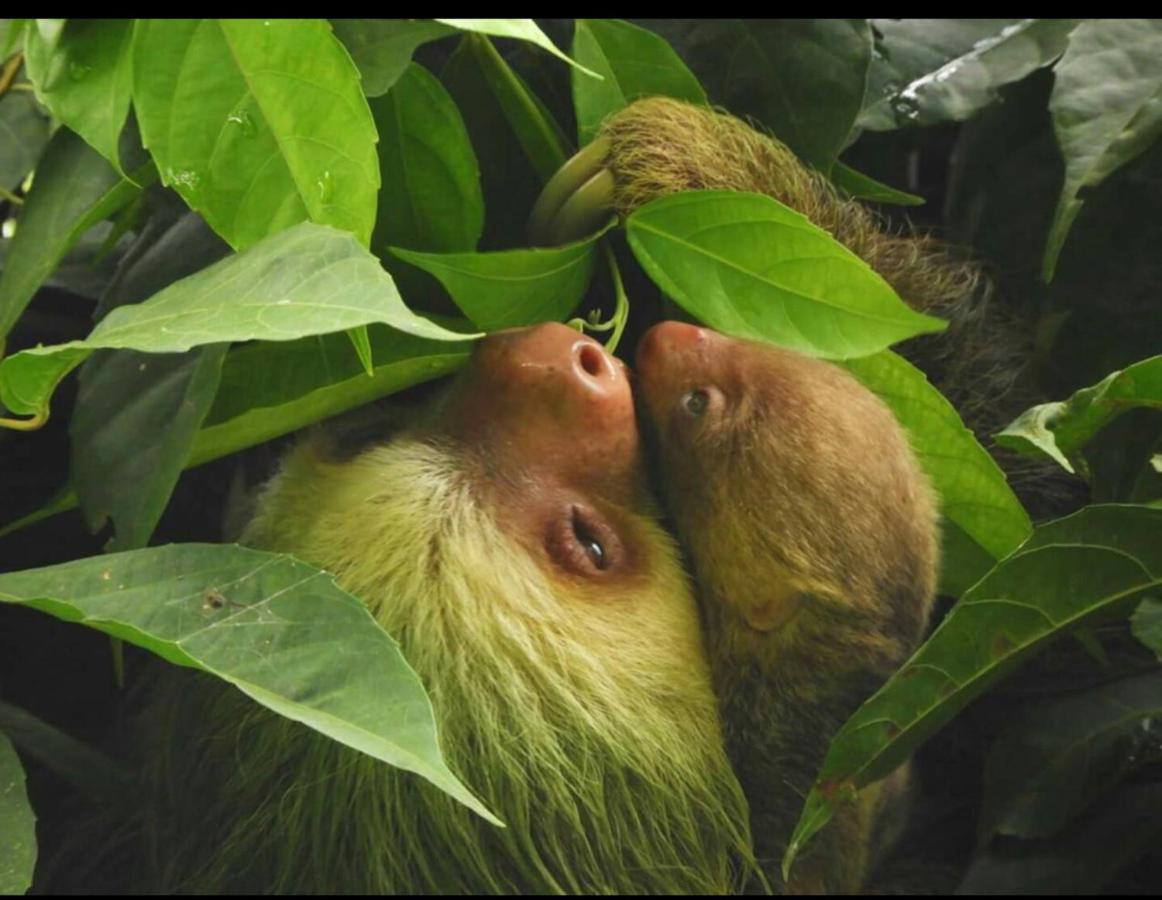 Sloth House Fortuna Harga Terkini 2021