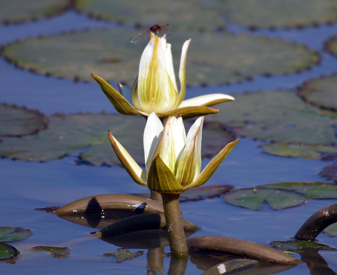 Crocodile Pools River Safaris Resort photo