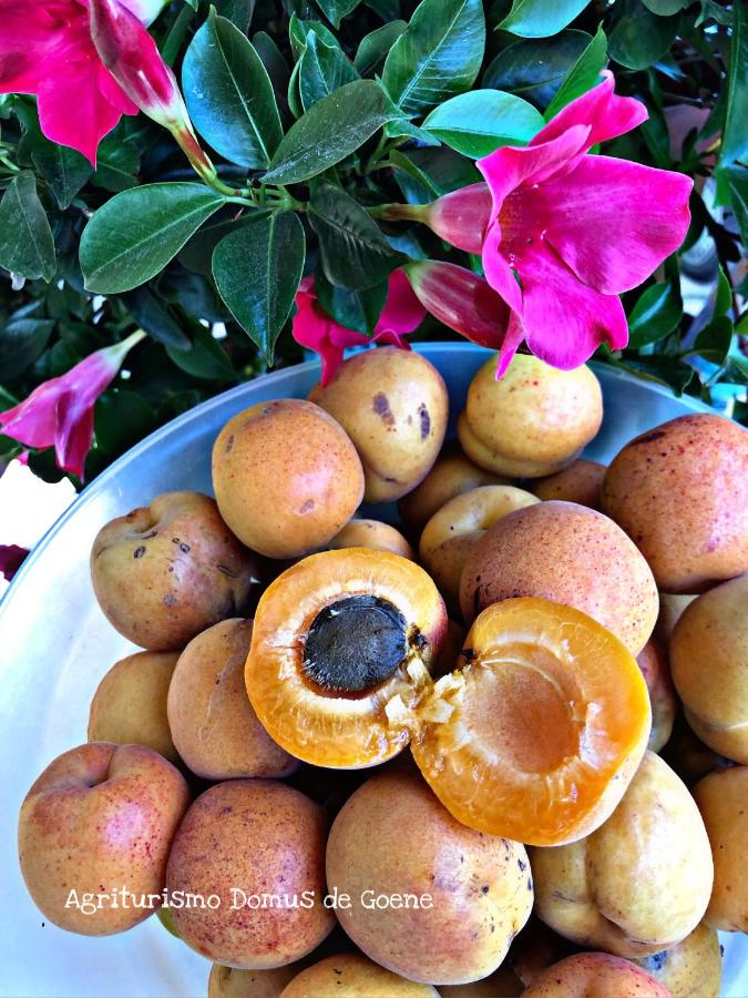 Domus De Goene Loceri 22年 最新料金