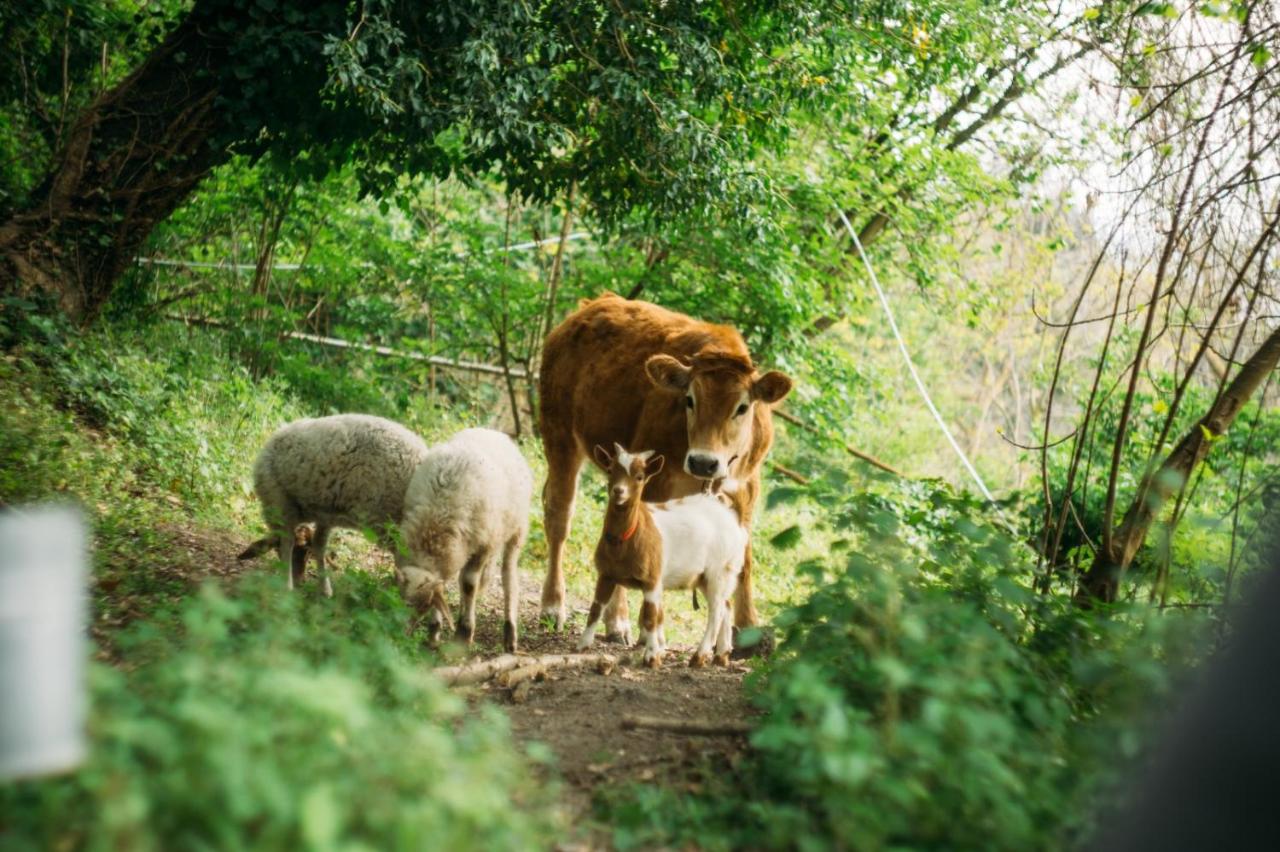 Domus Agricolae Corallina photo