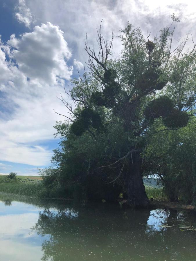 whiskey Disappointed flood Delta MAYANKA, Mineri – Prețuri actualizate 2022