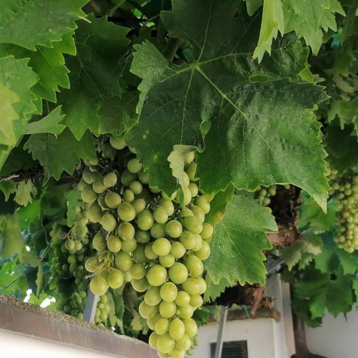 B&B Capo Le Vigne photo