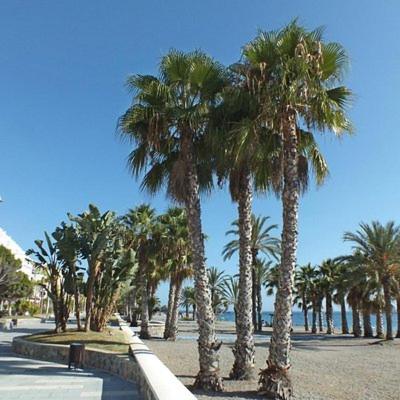 Sunshine Apartment at Tropical Coast of Granada, Almuñécar ...