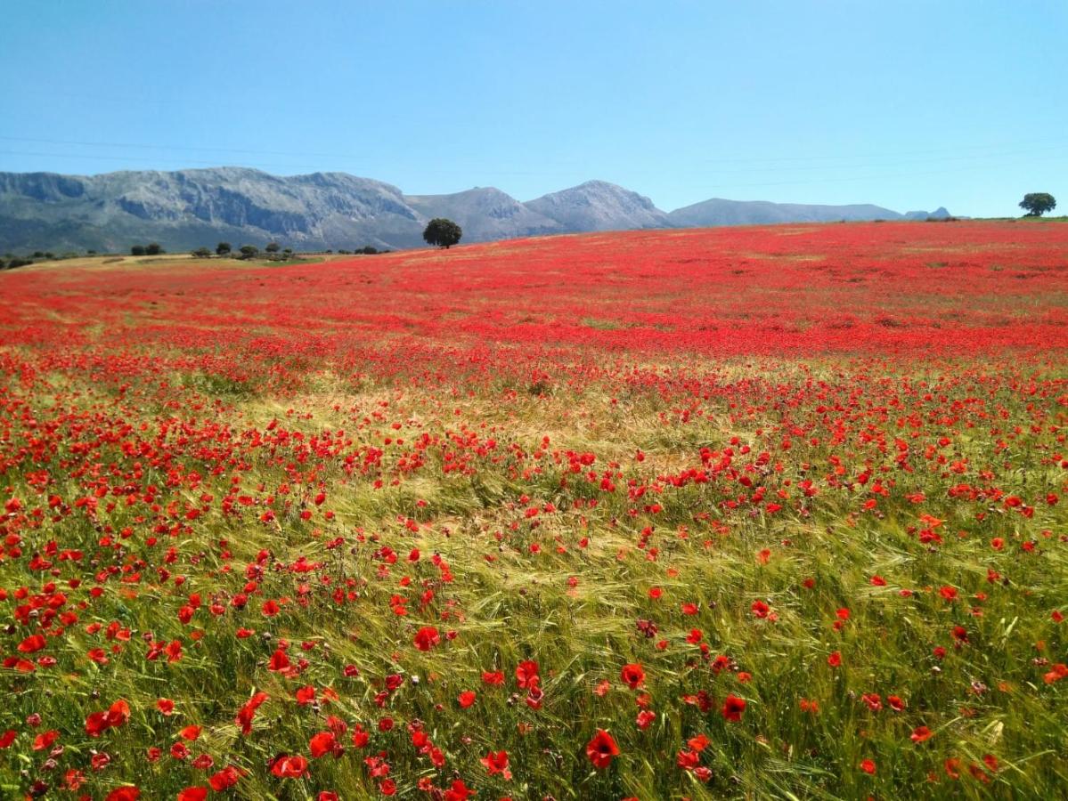 Cortijo San Juan, Pedro Martínez – Bijgewerkte prijzen 2022