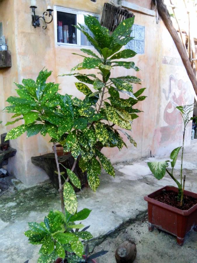 Casitas Kinsol photo