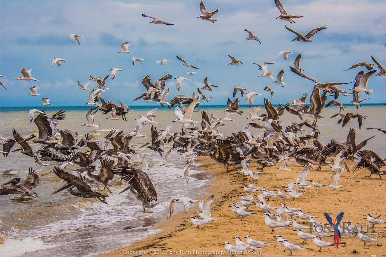 Beach: Pelican Beach Resort South Water Caye