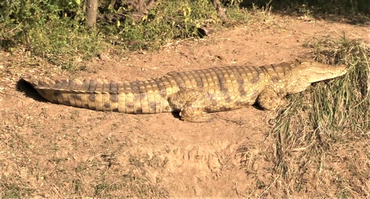 Crocodile Pools River Safaris Resort photo