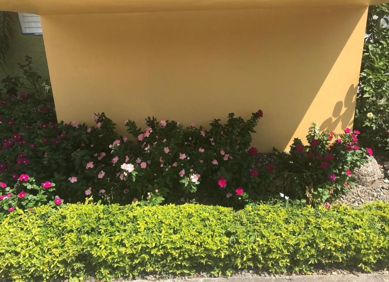 Cityscape at Chelsea Manor / New Kingston Studio! - 4