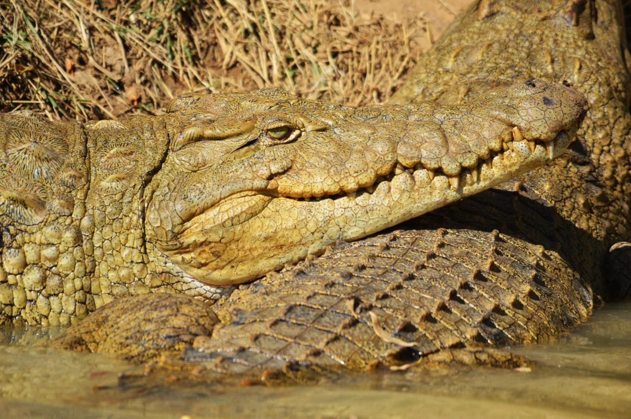 Crocodile Pools River Safaris Resort photo
