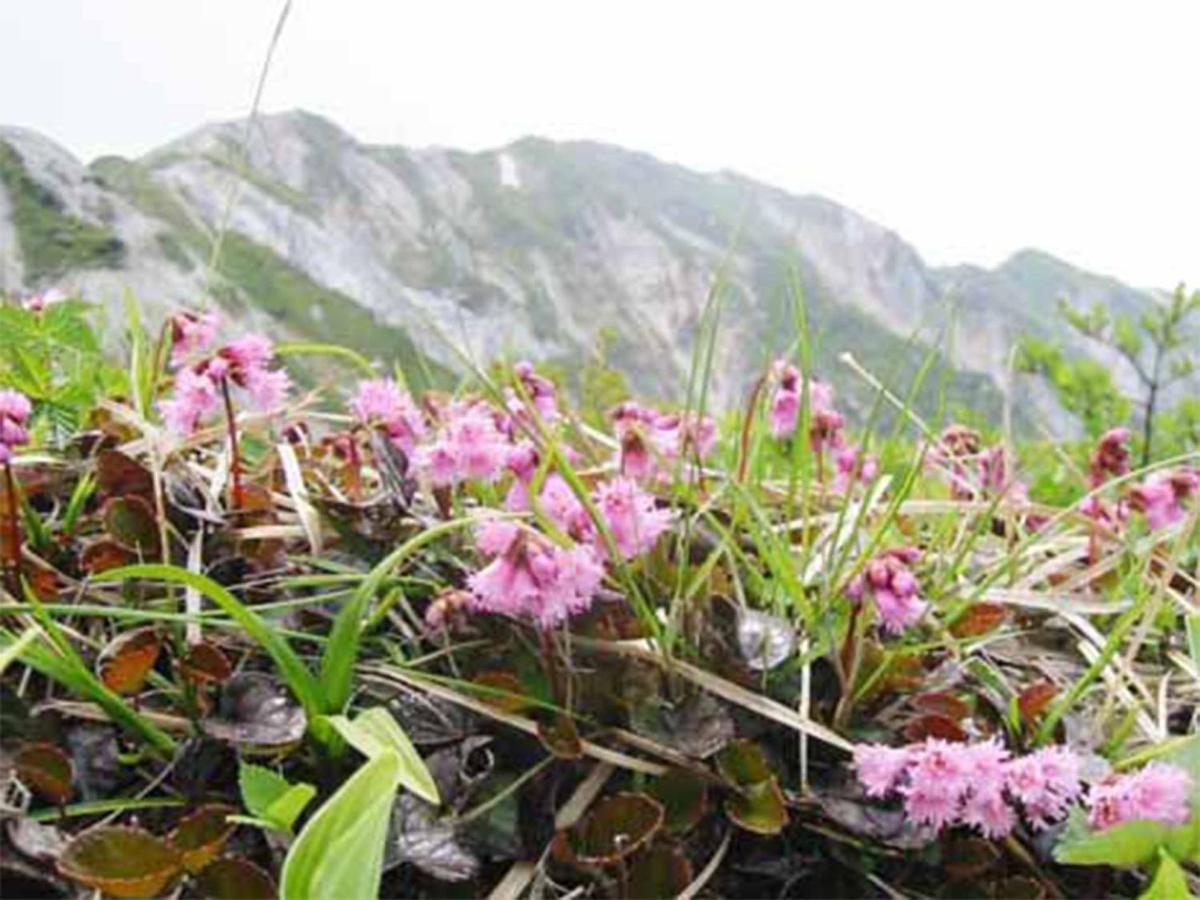 チロル 白樺 大山町 Booking Com チロル 白樺 大山町 Booking Com