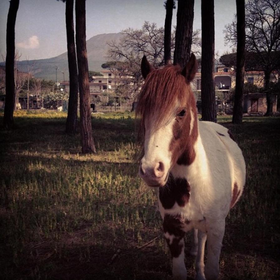 Al Corbezzolo photo
