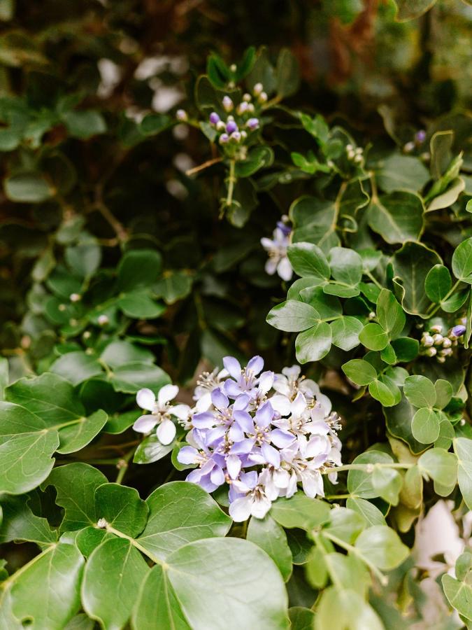 Bubali Gardens - Eagle Beach's Oasis - 4