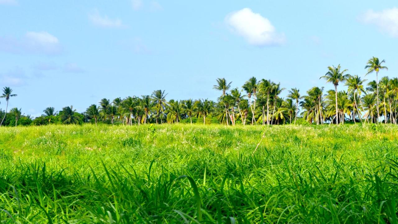 Holiday Cottage Thoddoo, Maldives - 3