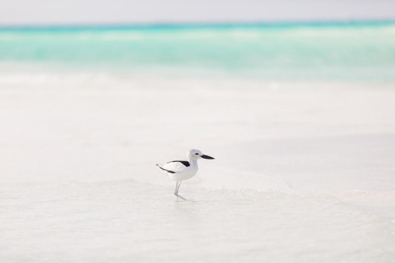 Beach: Rihiveli Maldives Resort