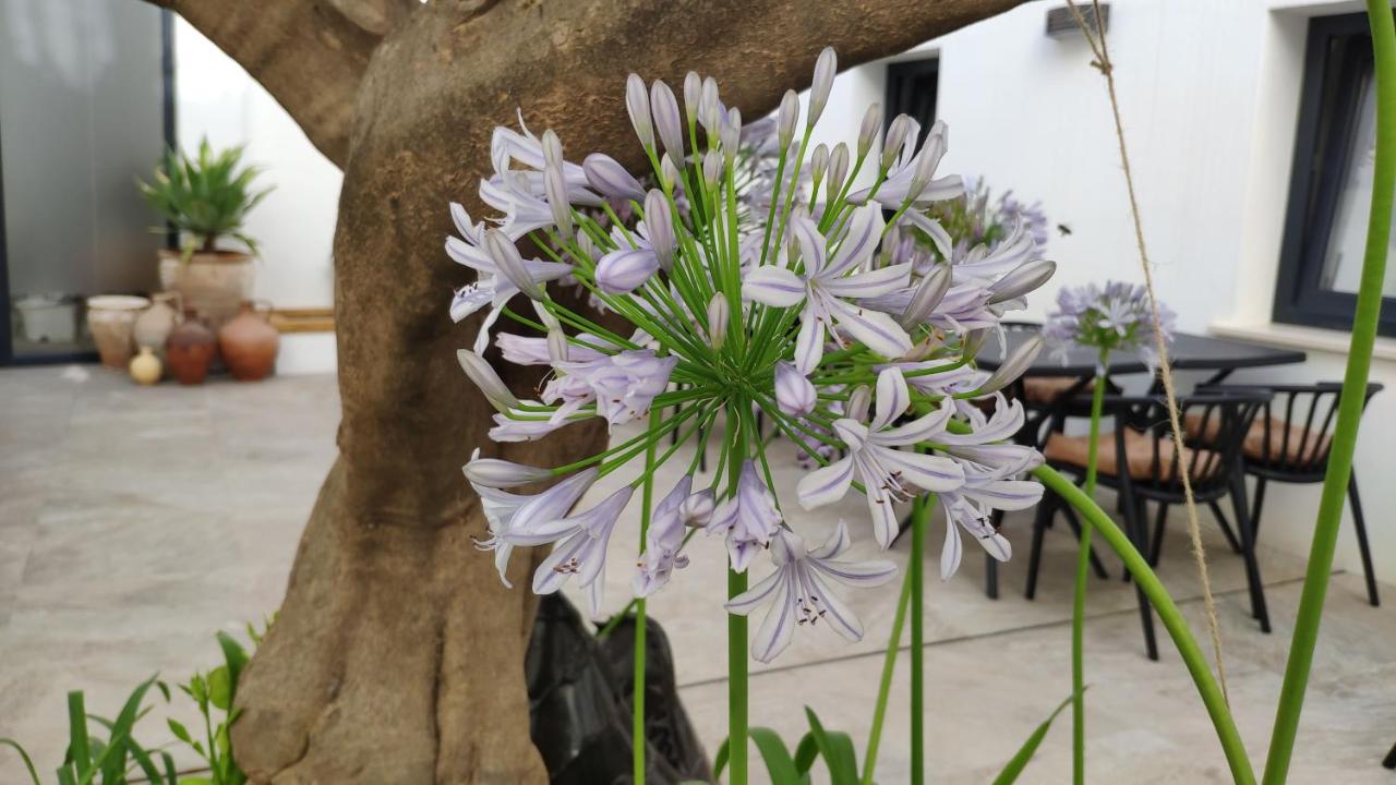 OPUNTIA Hotel Boutique - 5