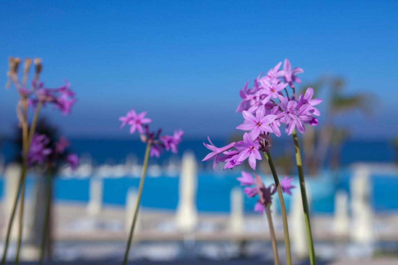 King Evelthon Beach Hotel & Resort photo