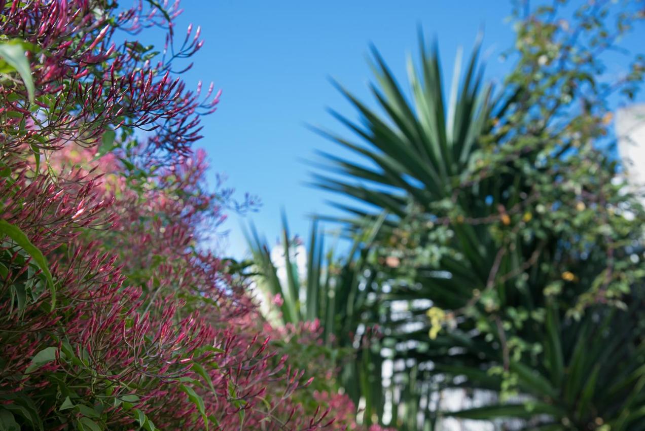 Flat With a Garden in Belem - 3