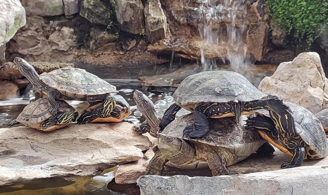 Zen Guest House - Museu do Bonsai - 5