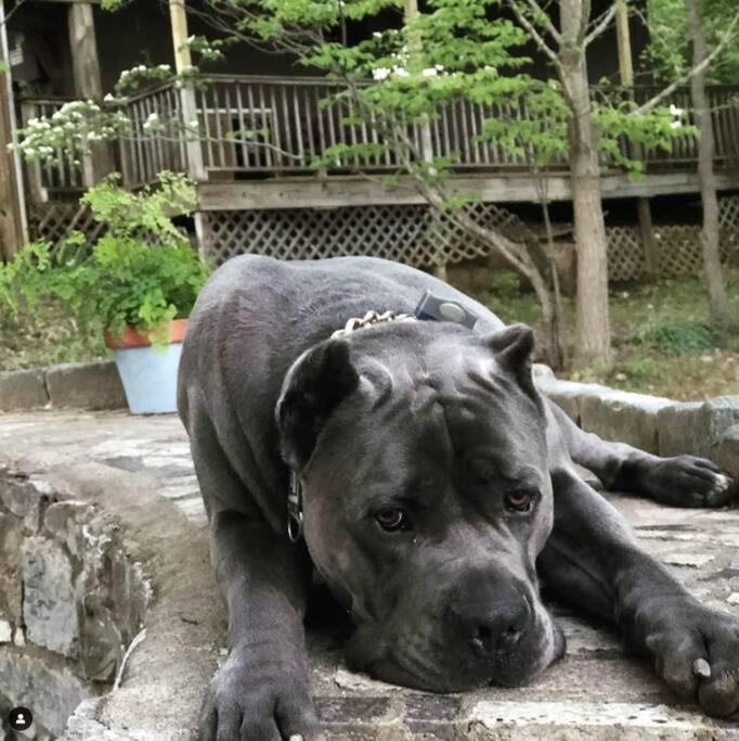 Modern Cabin Close to Downtown - 3