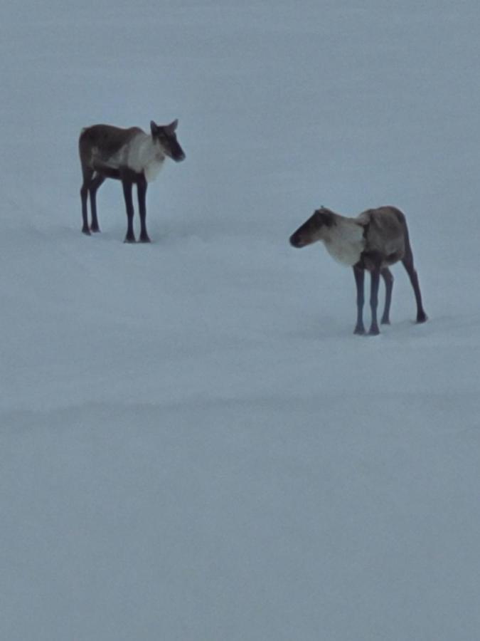 Tolsona Lake Lodge — photo 19