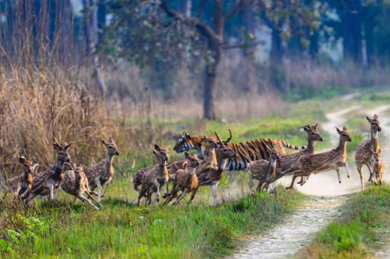 Tiger Tops Karnali Lodge — photo 4