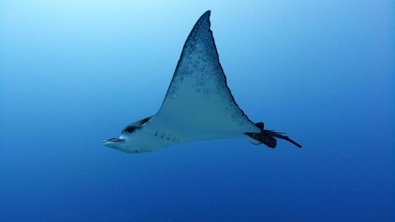 Jerrys Dive Lodge Rasdhoo - 2
