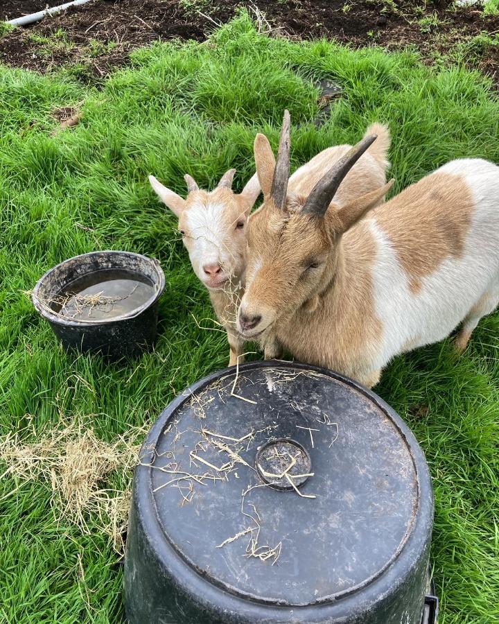De hoftuin Ilpendam appartement - 5