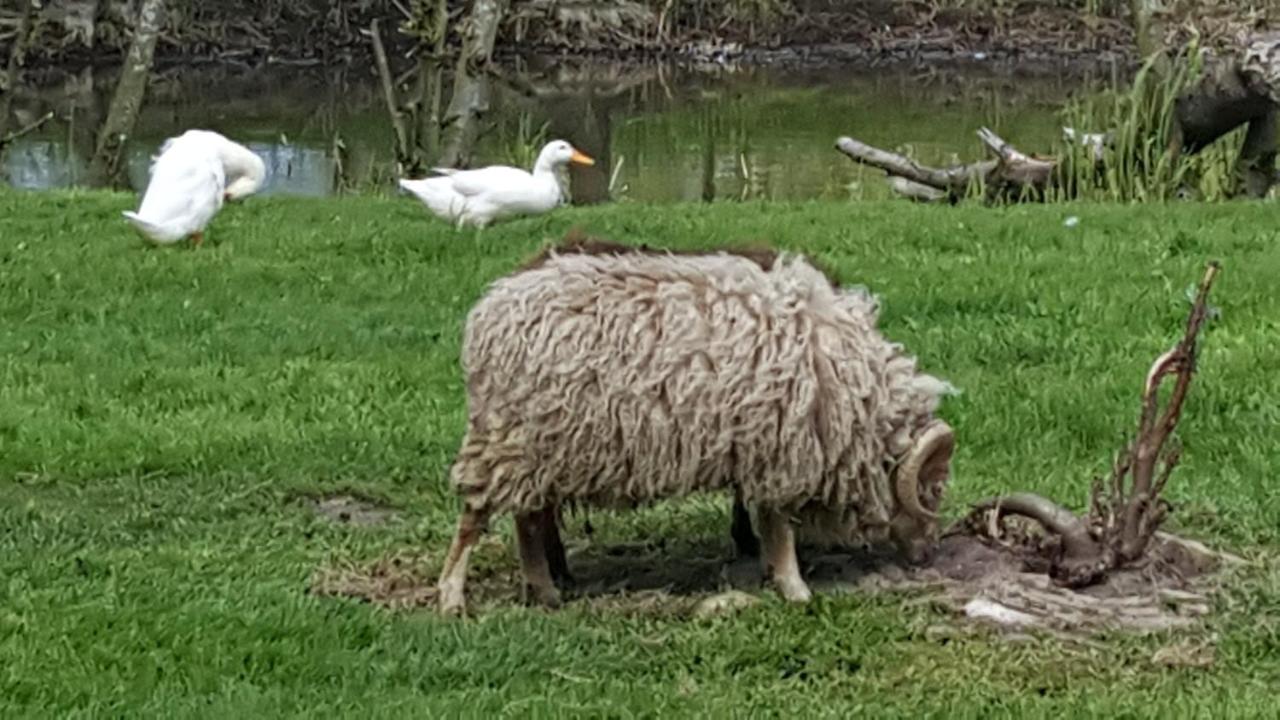 Bed & Breakfast De Koegang photo