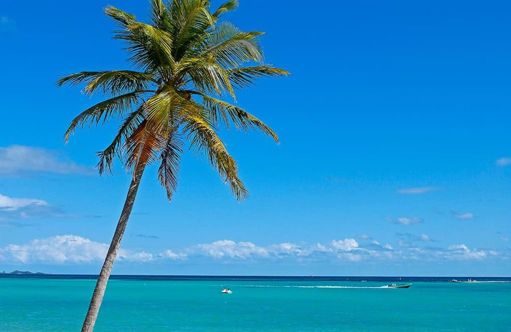 Keshy island colibri - 3