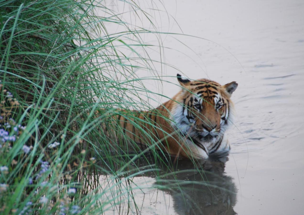 Tiger Tops Karnali Lodge — photo 3