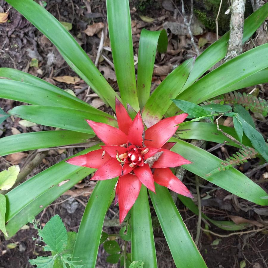 Monteverde Romantic Cottage photo