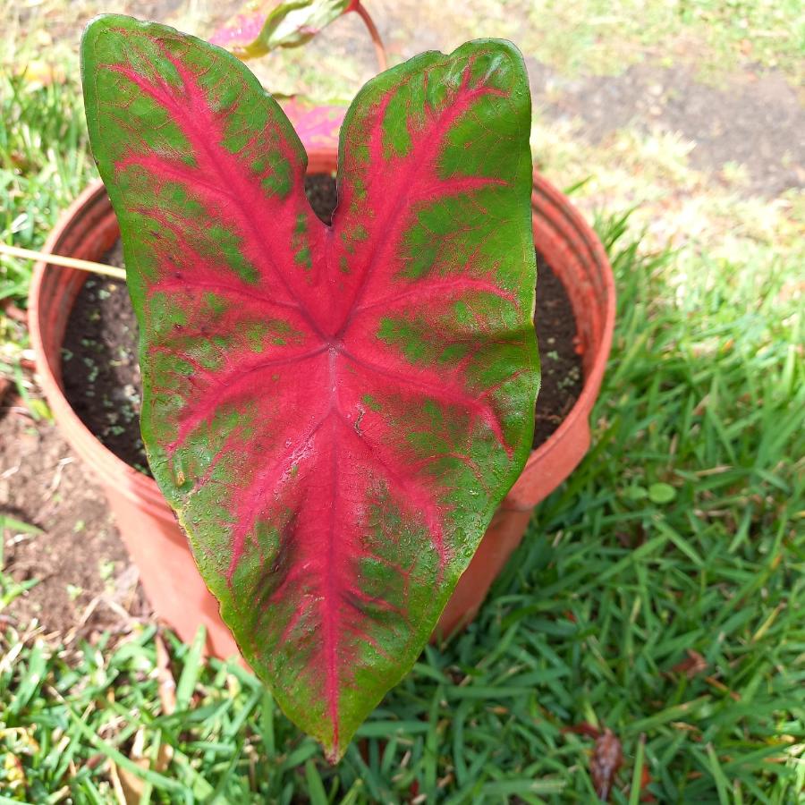 Monteverde Romantic Cottage photo
