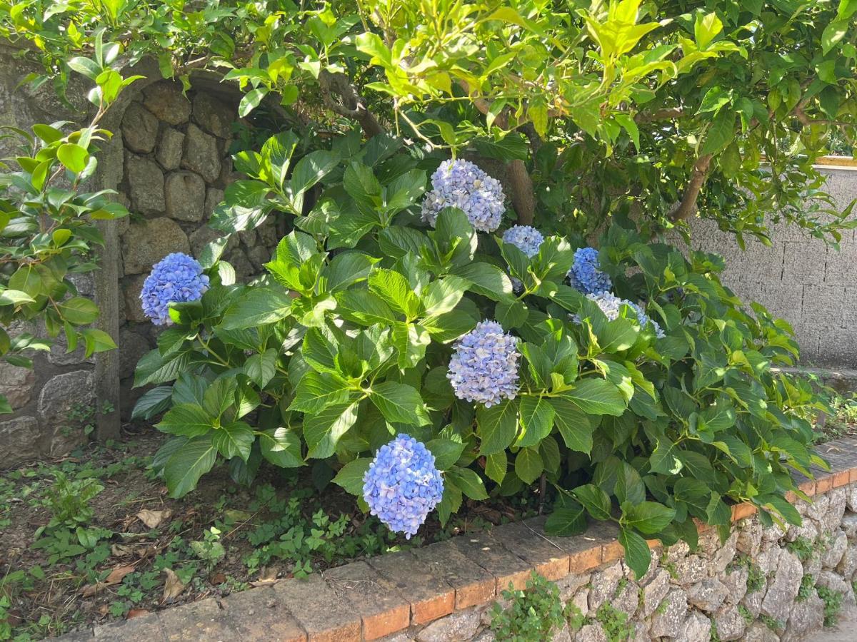 La Pica Marina Anacapri - 4