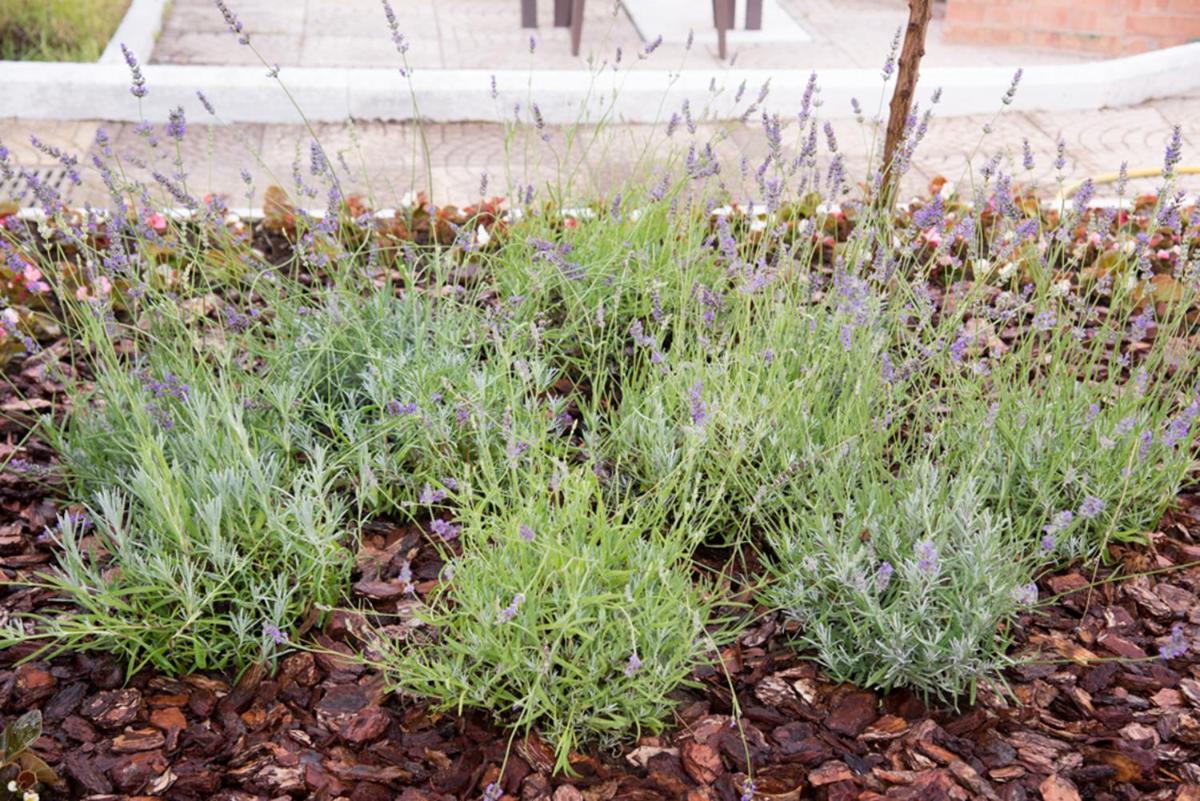 Garden on the Sea photo