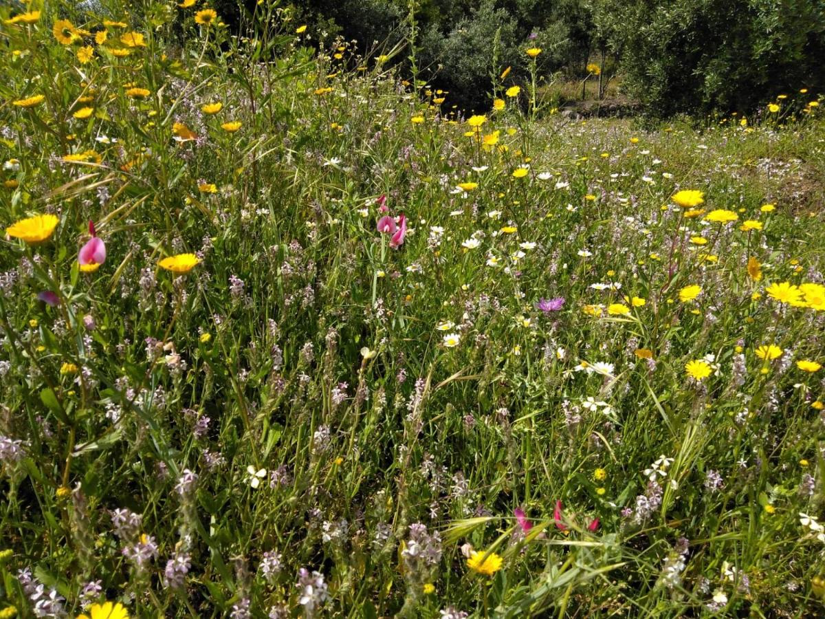 Casa de Celebrar a Vida - 5