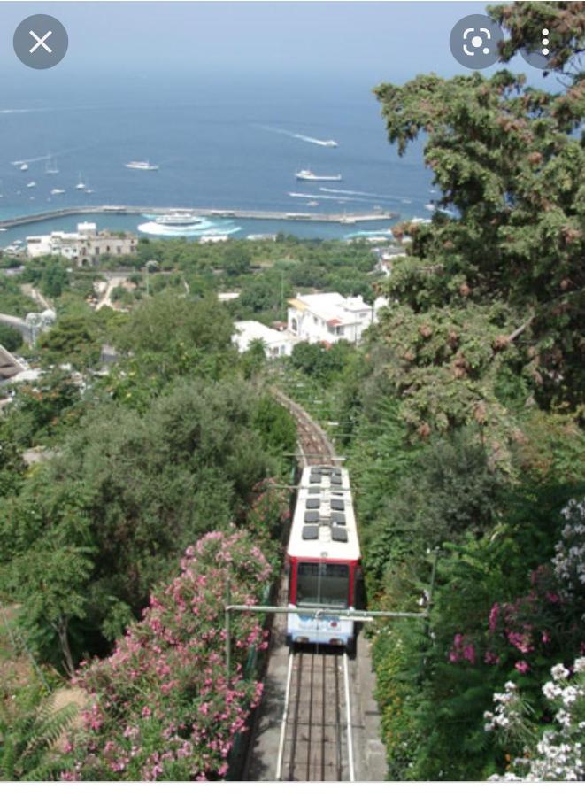 Capri Aquarium Friends - 2