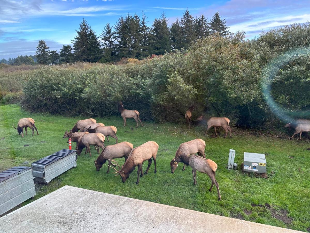 Curly Redwood Lodge — photo 22