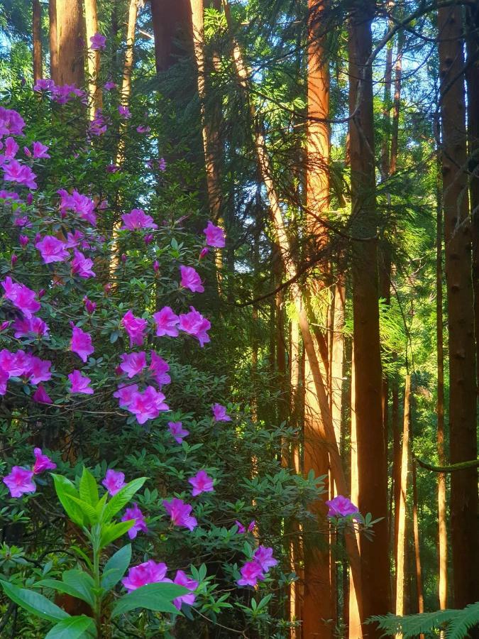 Azor International Apartment II - 4