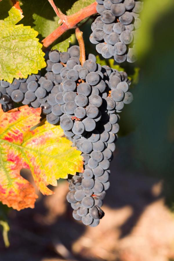 Allegretto Vineyard Resort Paso Robles — photo 16