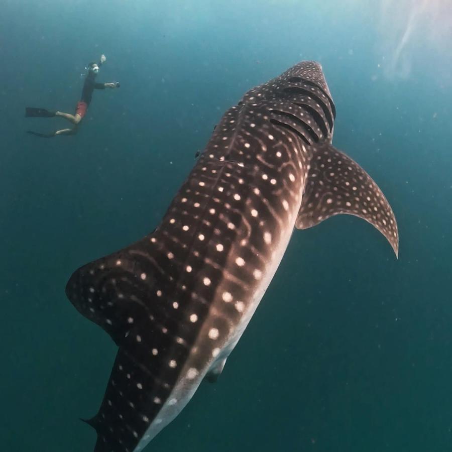 Dhigurah Dhonveli Boutique