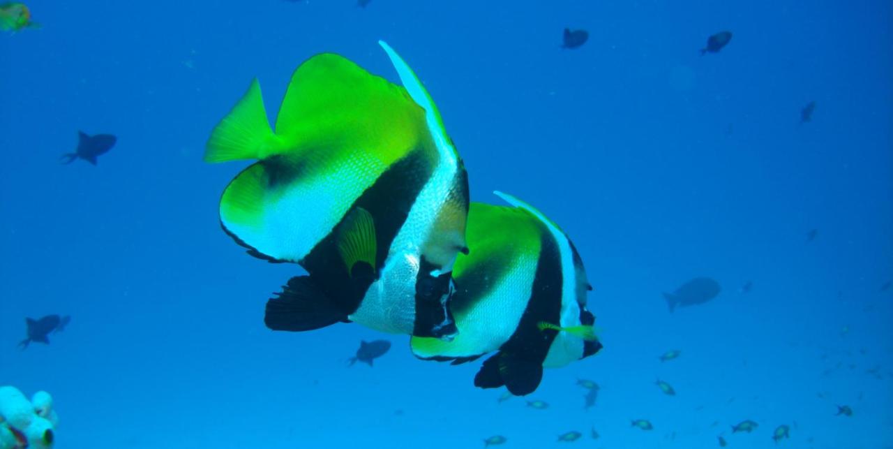 Beach: Hotel Ocean Grand at Hulhumale