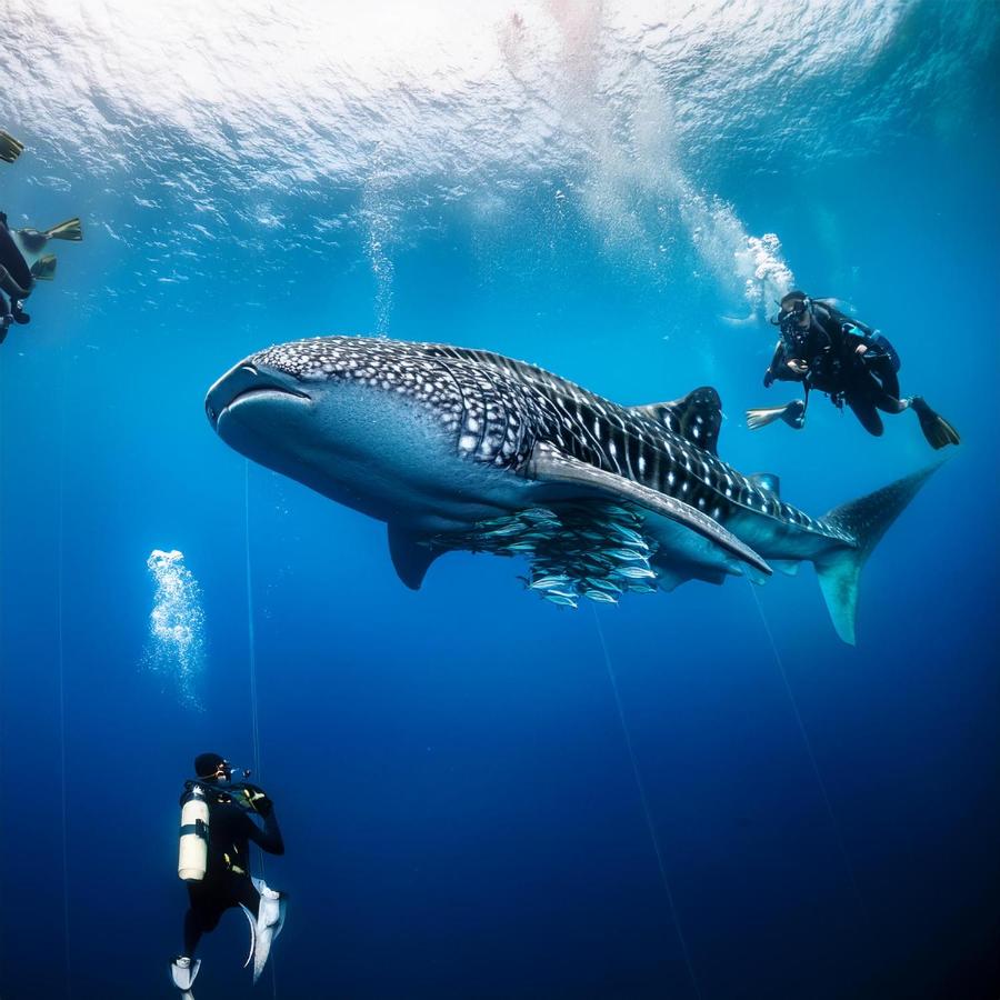 Hanifaru Beach Inn - 3