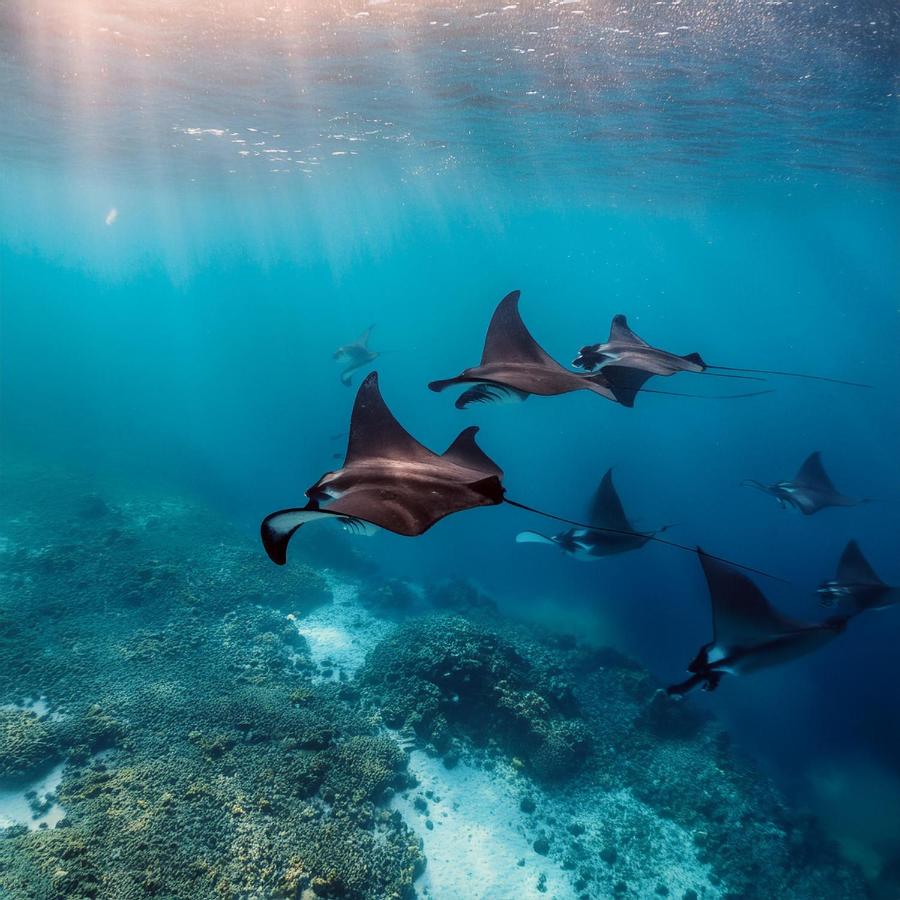 Hanifaru Beach Inn - 4