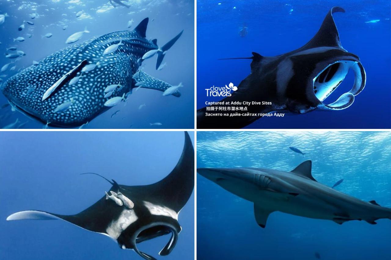 Clove Stay by Clove Travels - 2