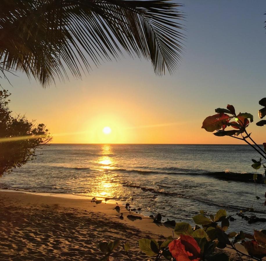 Maison Simon Lamentin jardin tropical - 3