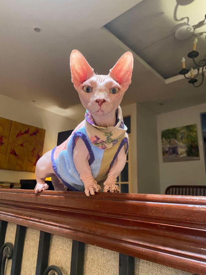 Cafe ice resident - 5