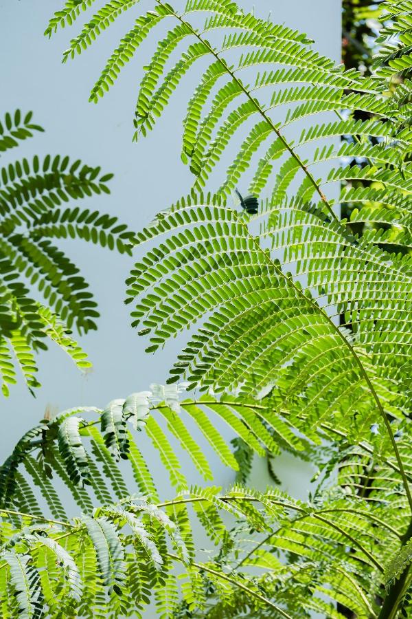 Treetop 5 - Traditional, modern 3-story villa w ocean views - 3