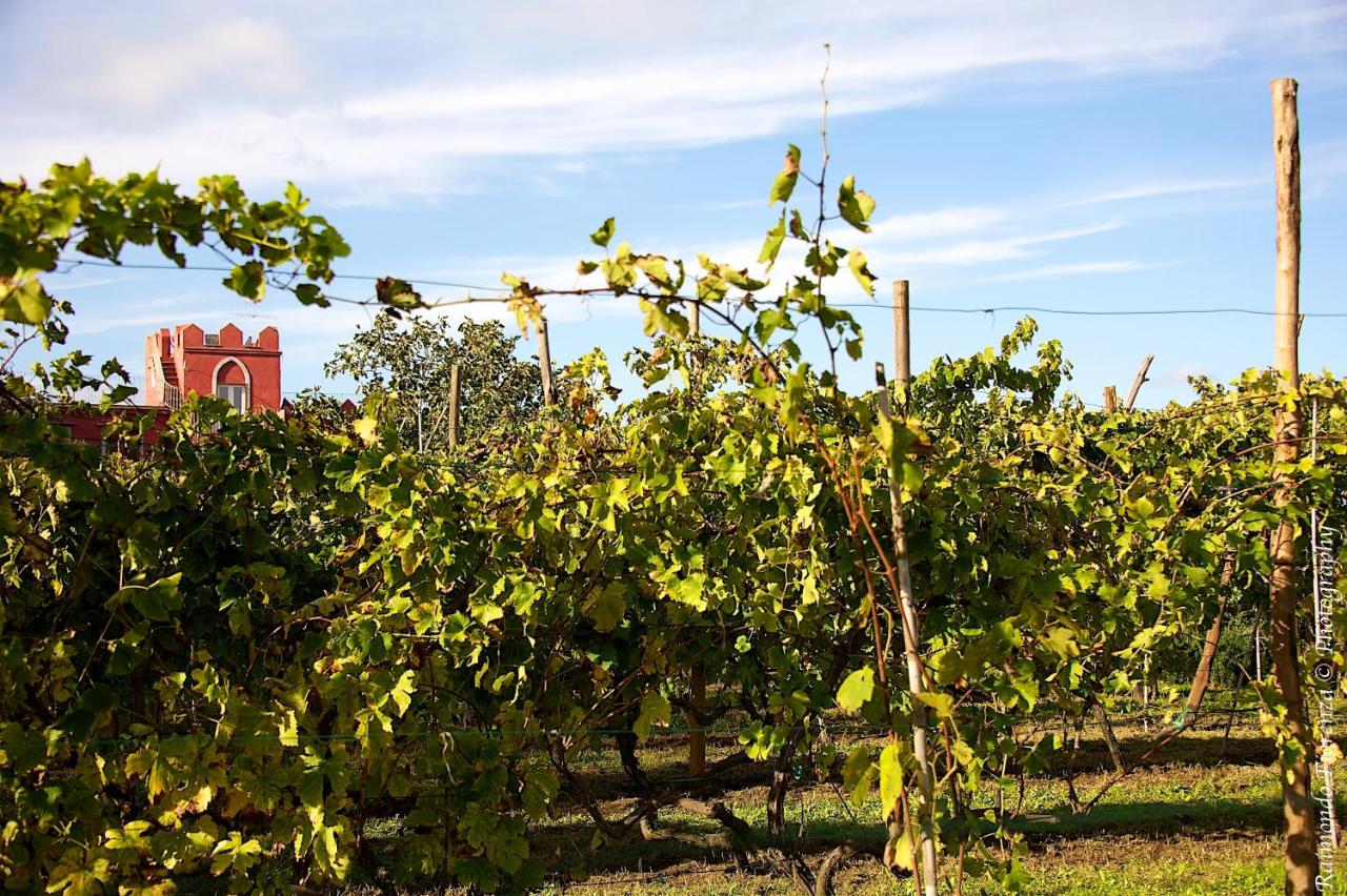 Albergo 'La Vigna' photo