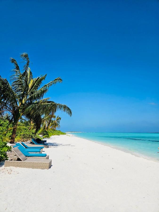 White Tern Maldives - 5